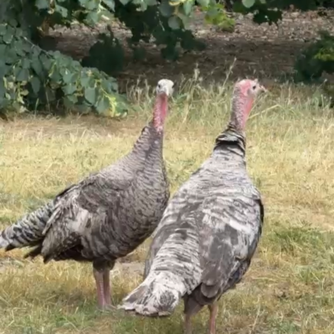 Christmas Turkey