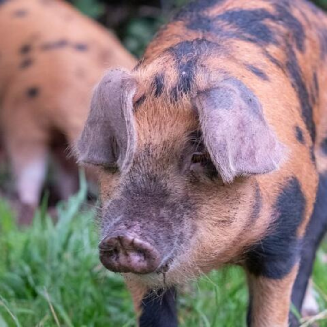 Purchase A Pig
