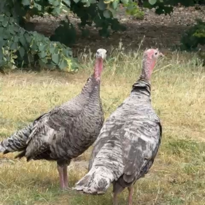 Christmas Turkey