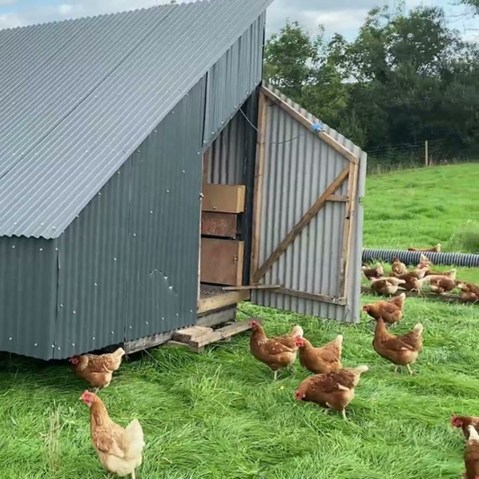 Build A Chicken A Home
